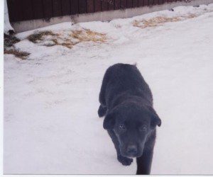 Puppy Agnes in ND snow